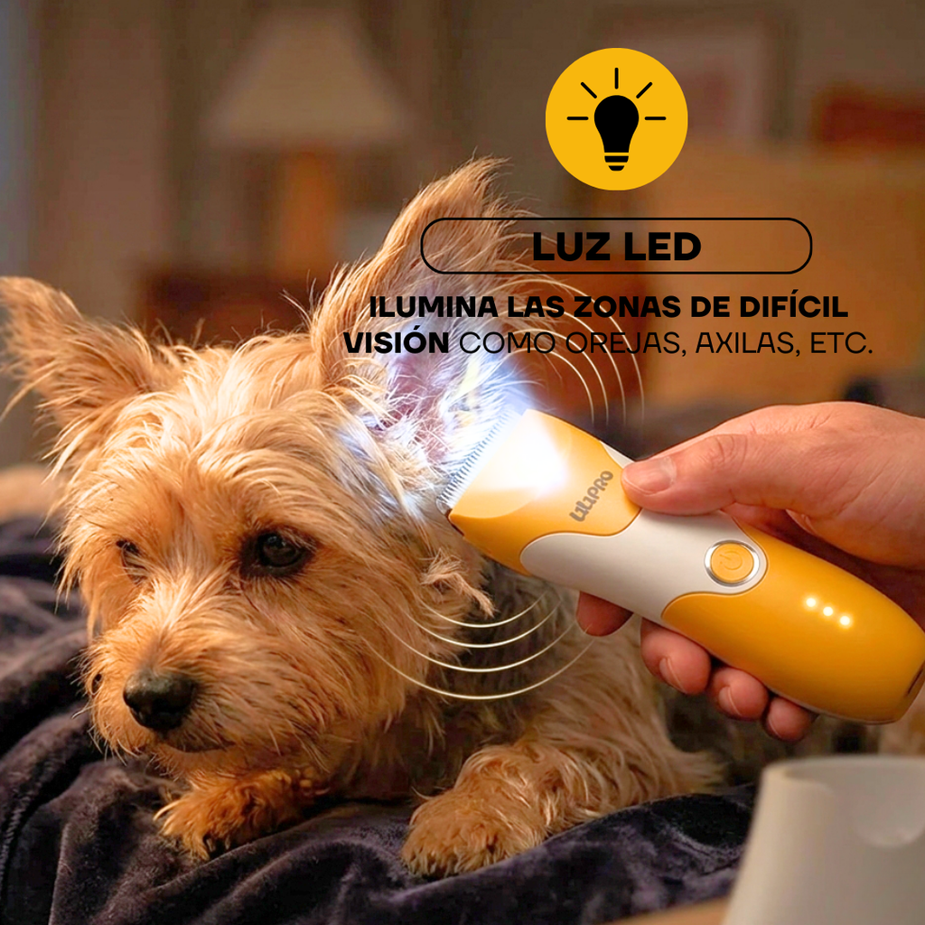 Yorkshire durante el corte con la luz LED de la PT303