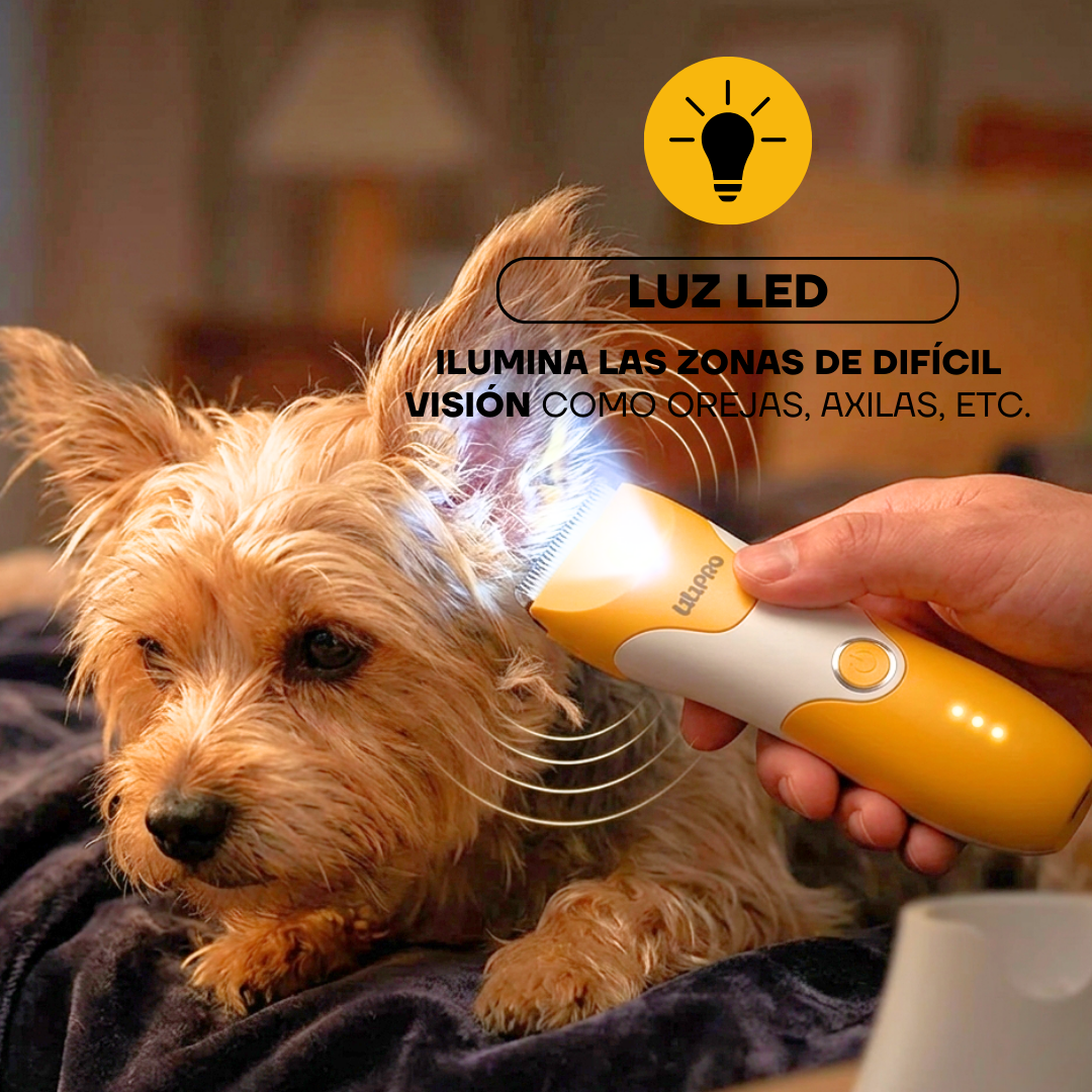 Yorkshire durante el corte con la luz LED de la PT303