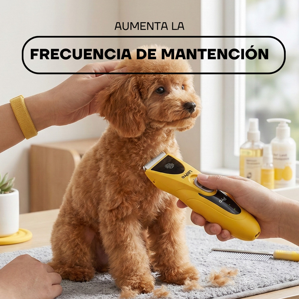 Caniche en mantenimiento de pelo con la cortadora PT305