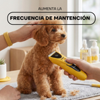Caniche en mantenimiento de pelo con la cortadora PT305