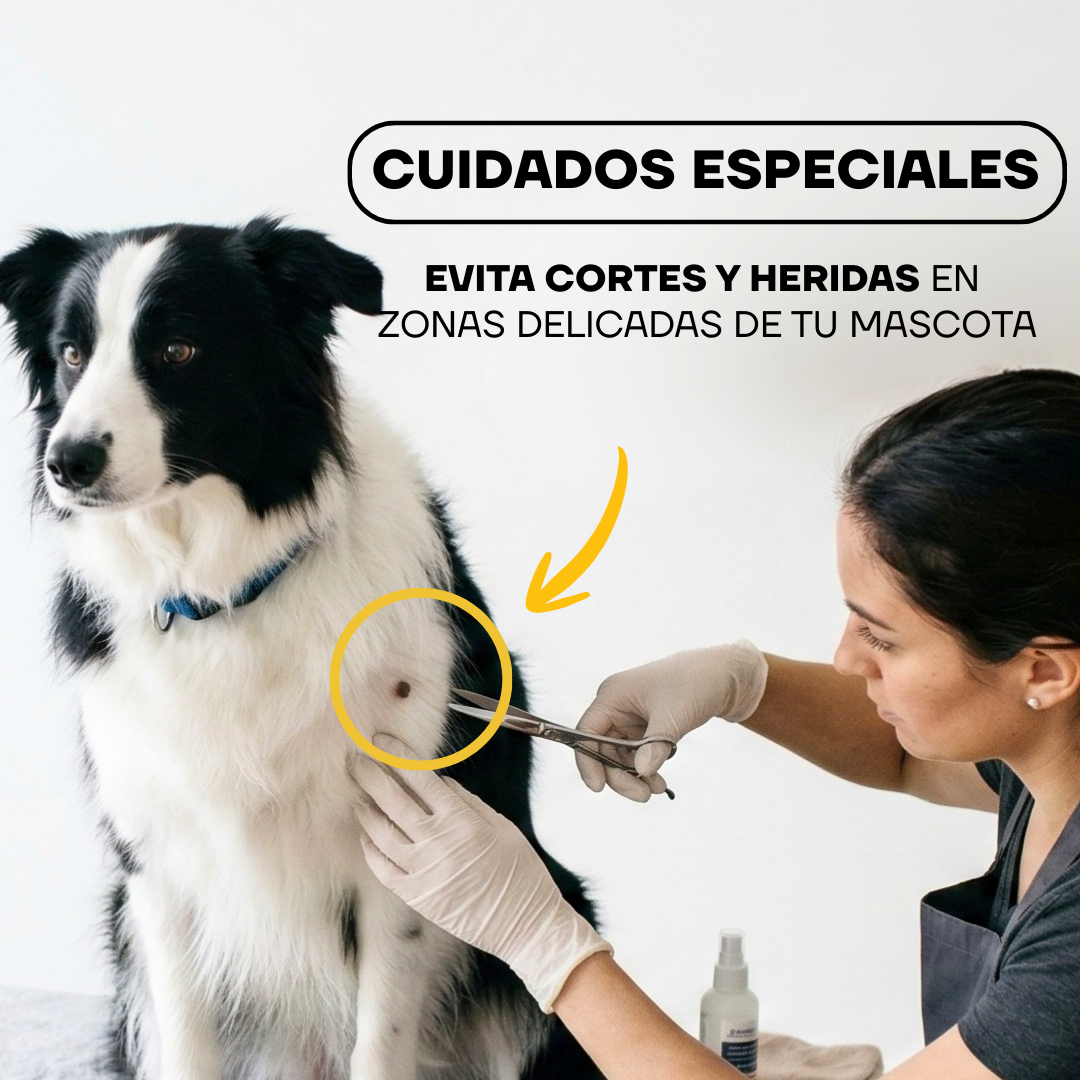 Corte de pelo con cuidado especial a un perro border collie con la PT305