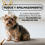 Yorkshire con nudos en el pelo, ideal para cortar con la PT305