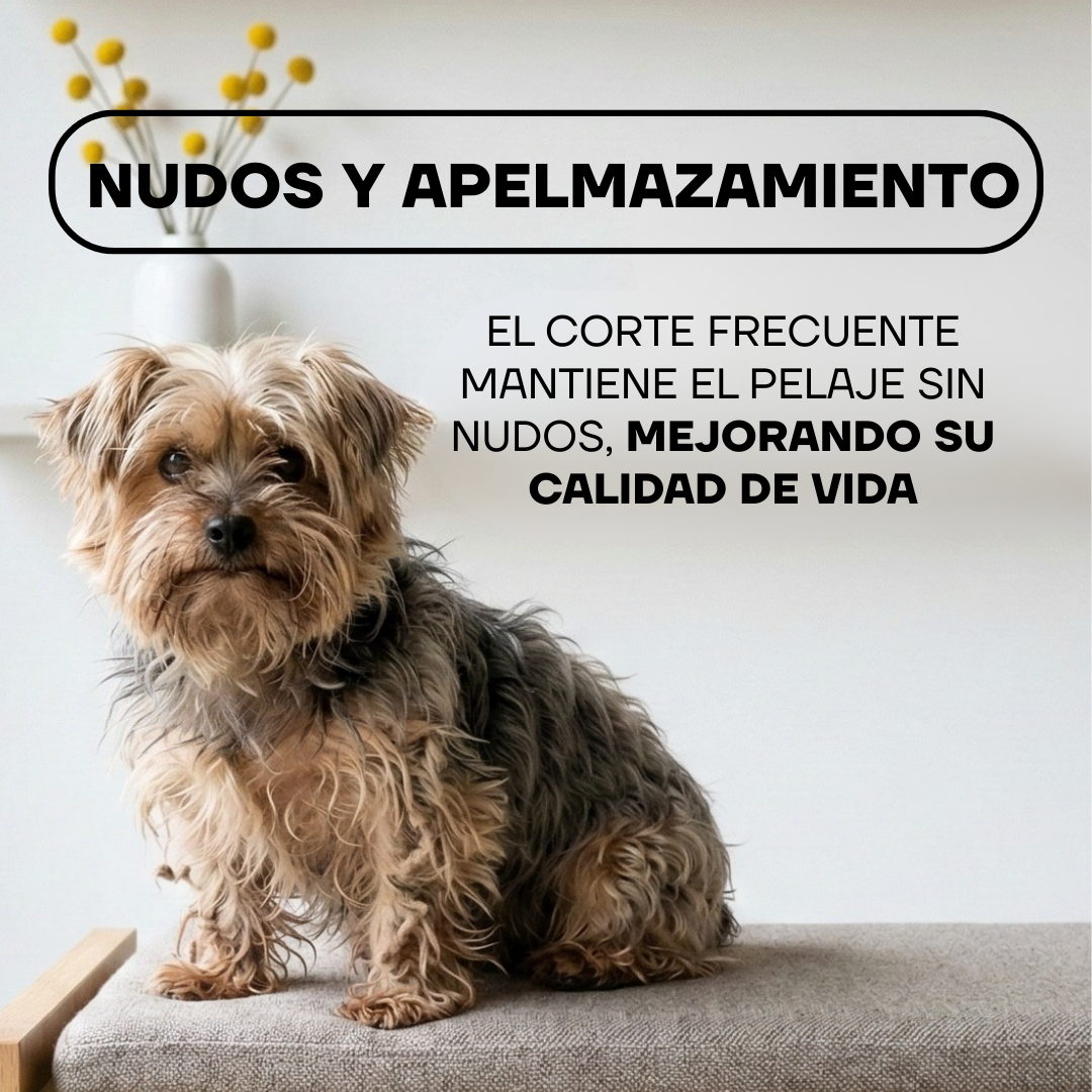 Yorkshire con nudos en el pelo, ideal para cortar con la PT305