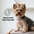 Yorkshire recién cortado: mascotas más felices