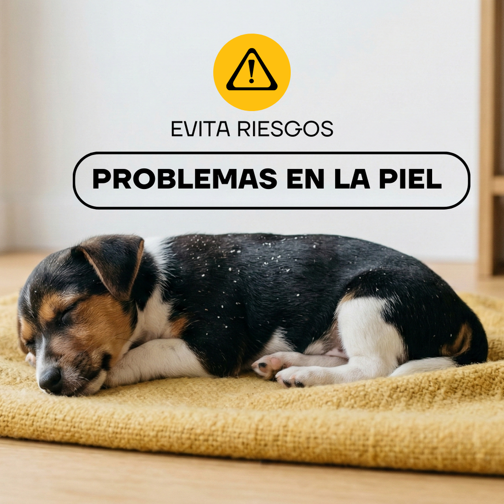 Perro acostado: el pelo sin cuidar puede causar problemas en la piel