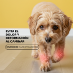 Perro caminando sin dolor con las uñas limadas