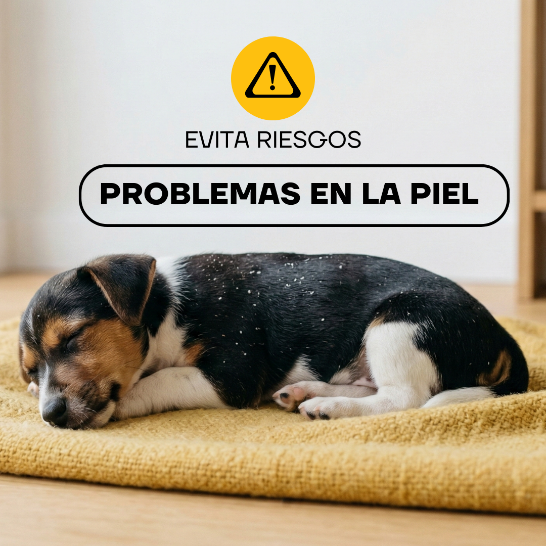 Perro acostado: el pelo sin cuidar puede causar problemas en la piel