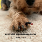 Patas de perro con uñas sanas