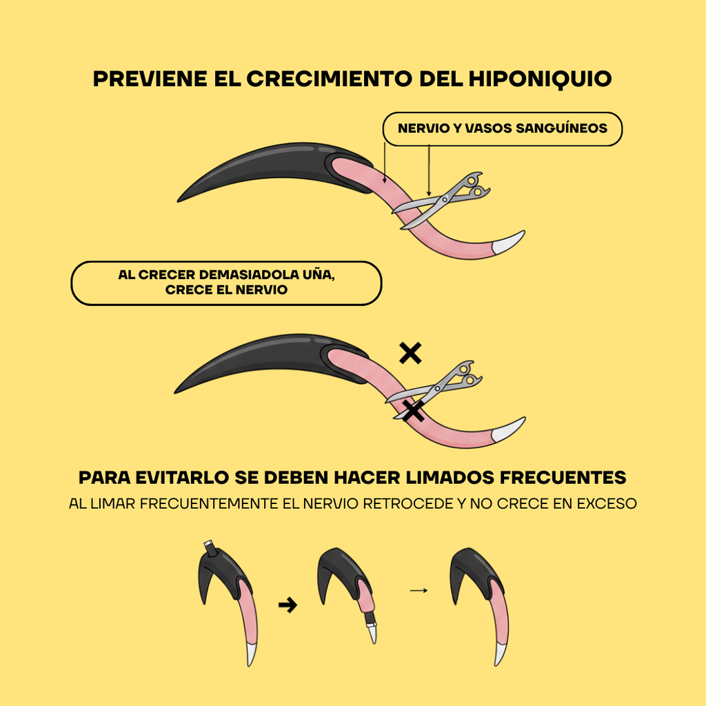 Diagrama de la uña del perro: cómo limar sin llegar a la vena