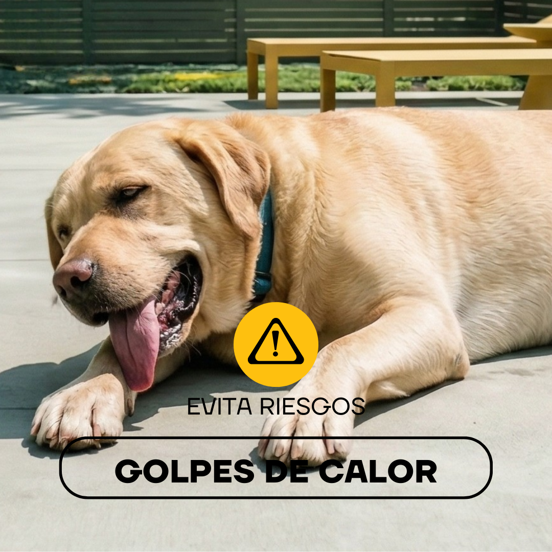 Perro con calor jadeando: el exceso de pelo aumenta el riesgo de golpe de calor