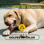 Perro con calor jadeando: el exceso de pelo aumenta el riesgo de golpe de calor