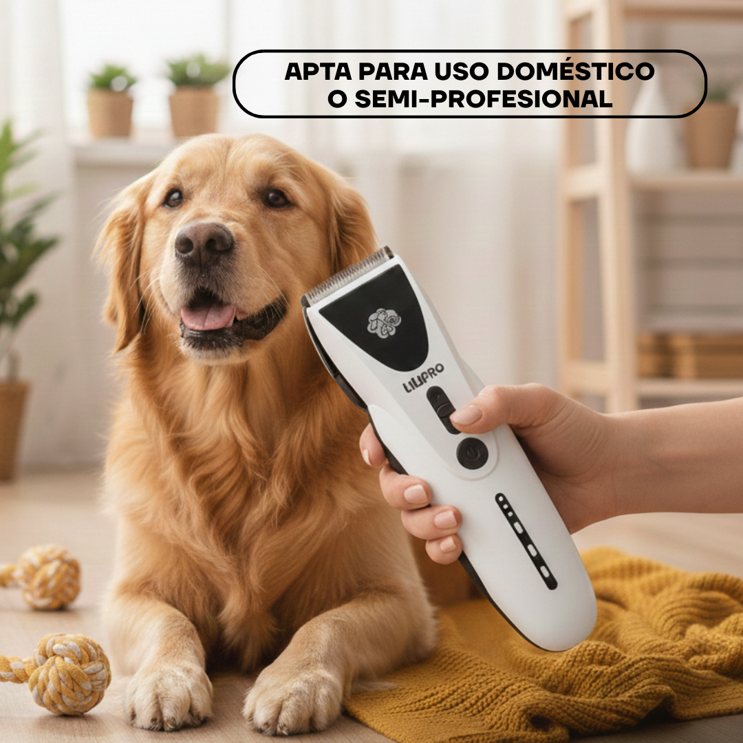 Golden retriever durante el corte de pelo con la PT306