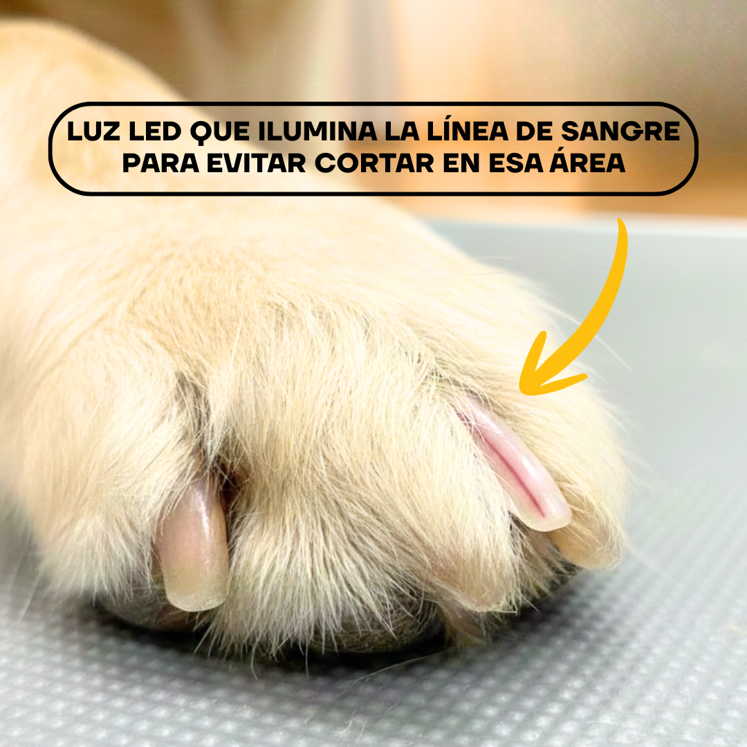 Pata de perro con uñas largas antes del limado
