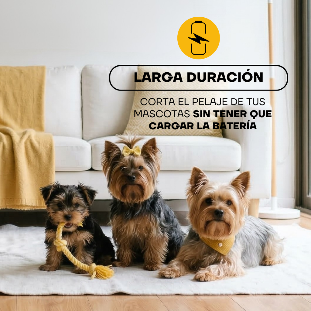 Perros yorkshire junto a la cortadora PT304