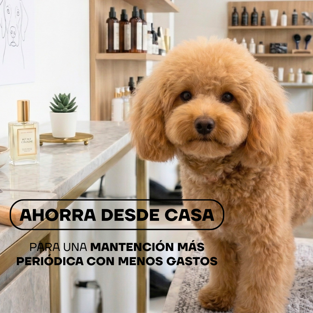 Caniche con pelo recortado en casa: ahorra en estética canina